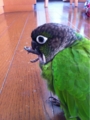 [Conure][ウロコインコ][ウロコインコ][インコ]くるみ（スタッズ、げっとぉ！）