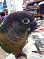 [Conure][ウロコインコ]