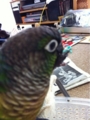 [Conure][ウロコインコ]