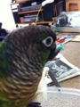 [Conure][ウロコインコ]