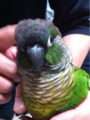 [Conure][ウロコインコ]