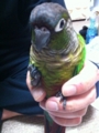 [Conure][ウロコインコ]