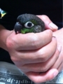 [Conure][ウロコインコ]