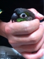 [Conure][ウロコインコ]