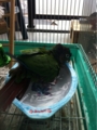 [Conure][ウロコインコ][ウロコインコ][インコ]くるみ（曇ってても平気！）