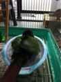 [Conure][ウロコインコ]