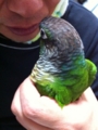 [Conure][ウロコインコ][ウロコインコ][インコ]くるみ（えーっ！　今日も説教なのー！）