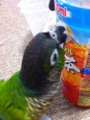 [Conure][ウロコインコ][ウロコインコ][インコ]くるみ（麦茶飲みたいおっ！）