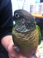 [Conure][ウロコインコ][ウロコインコ][インコ]くるみ（ウロコが豪華でしょ？）