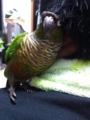 [Conure][ウロコインコ][ウロコインコ][インコ]くるみ（くーはもふもふ、だんなひゃんはちくちく）