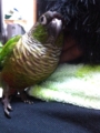 [Conure][ウロコインコ][ウロコインコ][インコ]くるみ（はい？）