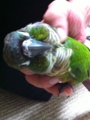 [Conure][ウロコインコ][ウロコインコ][インコ]くるみ（今日もほったらかしだー！）