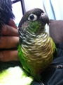 [Conure][ウロコインコ][ウロコインコ][インコ]くるみ（居心地よすぎー）