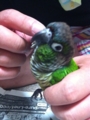 [Conure][ウロコインコ][ウロコインコ][インコ]くるみ（むふー）