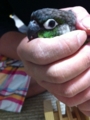 [Conure][ウロコインコ][ウロコインコ][インコ]くるみ（くるみコロネ）