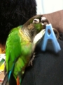 [ウロコインコ][Conure][ウロコインコ][インコ][もふもふ]くるみ（うひゃー！）