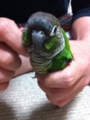 [ウロコインコ][Conure][ウロコインコ][インコ][もふもふ]くるみ（こっち見んなー！）