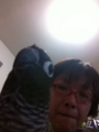 [Conure][ウロコインコ][ウロコインコ][インコ]くるみ（はろー！）