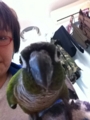 [Conure][ウロコインコ][ウロコインコ][インコ][もふもふ]くるみ（iPhoneくれー！）