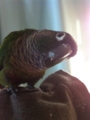 [Conure][ウロコインコ][ウロコインコ][インコ]くるみ（ぶりっ子）