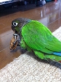 [Conure][ウロコインコ][ウロコインコ][インコ]くるみ（キラキラしたもの大好き！）