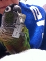 [Conure][ウロコインコ][ウロコインコ][インコ]くるみ（これ楽しい！）