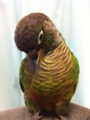 [Conure][ウロコインコ][ウロコインコ][インコ]くるみ（暑くても余裕）