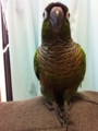 [Conure][ウロコインコ][ウロコインコ][インコ]くるみ（ぼよーん！）