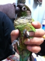 [Conure][ウロコインコ][ウロコインコ][インコ]くるみ（ぶーちゃん、明日がんばってね！）