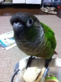 [Conure][ウロコインコ][ウロコインコ][インコ]くるみ（はーい）