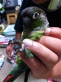 [Conure][ウロコインコ][ウロコインコ][インコ]くるみ（かわいいことは意識してますので）