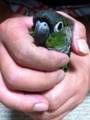 [Conure][ウロコインコ][ウロコインコ][インコ]くるみ（にゃははっ）