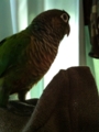 [Conure][ウロコインコ][ウロコインコ][インコ]くるみ（あっち向いてホイっ！）