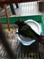 [Conure][ウロコインコ][ウロコインコ][インコ]くるみ（まだまだ水が気持ちいー）