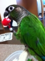 [Conure][ウロコインコ][ウロコインコ][インコ]くるみ（この子、何なのー！）