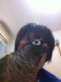 [Conure][ウロコインコ][ウロコインコ][インコ]くるみ（主役はくーだってば！）