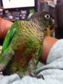 [Conure][ウロコインコ][ウロコインコ][インコ]くるみ（エラソー）