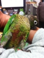 [Conure][ウロコインコ][ウロコインコ][インコ]くるみ（もふもふしてないねー）