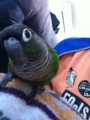 [Conure][ウロコインコ][ウロコインコ][インコ]くるみ（えへっ）