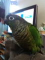 [Conure][ウロコインコ][ウロコインコ][インコ]くるみ（今日もいい天気！）