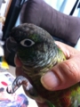 [Conure][ウロコインコ][ウロコインコ][インコ]くるみ（強制送還はヤダー！）