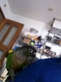 [Conure][ウロコインコ][ウロコインコ][インコ]くるみ（そーっとよじ登る）