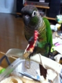 [Conure][ウロコインコ][ウロコインコ][インコ]くるみ（振っても振っても入ってない…）