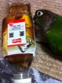 [Conure][ウロコインコ][ウロコインコ][インコ]くるみ（分別しないとダメだよー！）