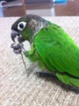 [Conure][ウロコインコ][ウロコインコ][インコ]くるみ（この子何なのー！）