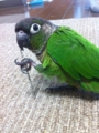 [Conure][ウロコインコ][ウロコインコ][インコ]くるみ（楽しー！）