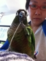 [Conure][ウロコインコ][ウロコインコ][インコ]くるみ（今日はぶーちゃんところで！）