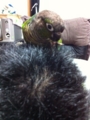 [Conure][ウロコインコ][ウロコインコ][インコ]くるみ（これなら紡げるねー！）