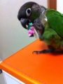 [Conure][ウロコインコ][ウロコインコ][インコ]くるみ（この子何なのー！）