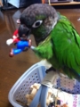 [Conure][ウロコインコ][ウロコインコ][インコ]くるみ（マリオの鼻！）